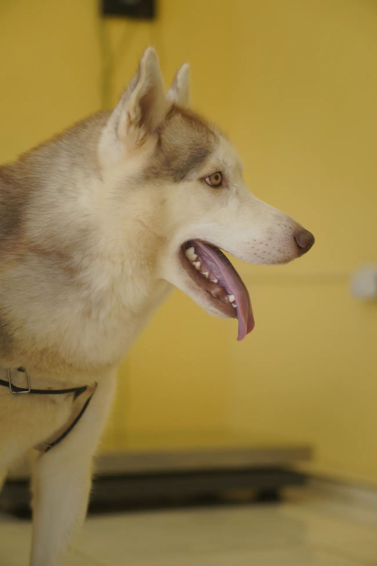 Husky atendido na Bichanos